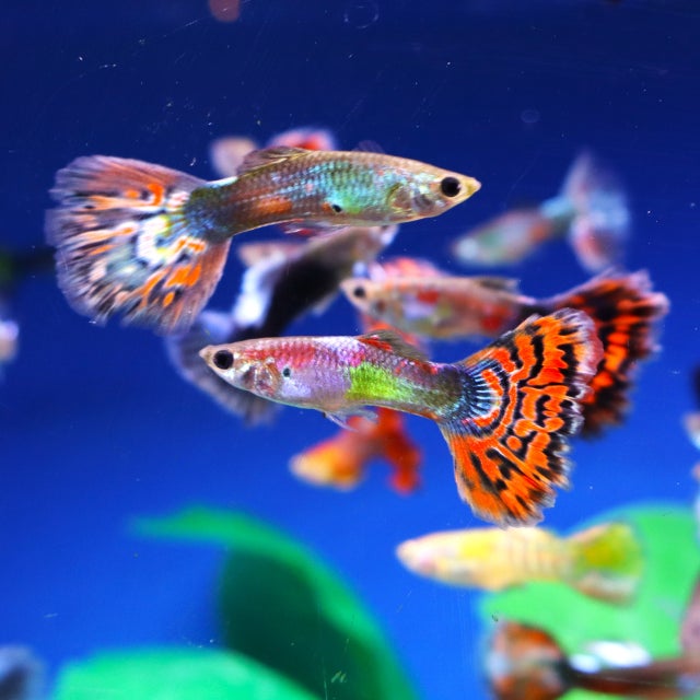 Guppy | The Fish Factory