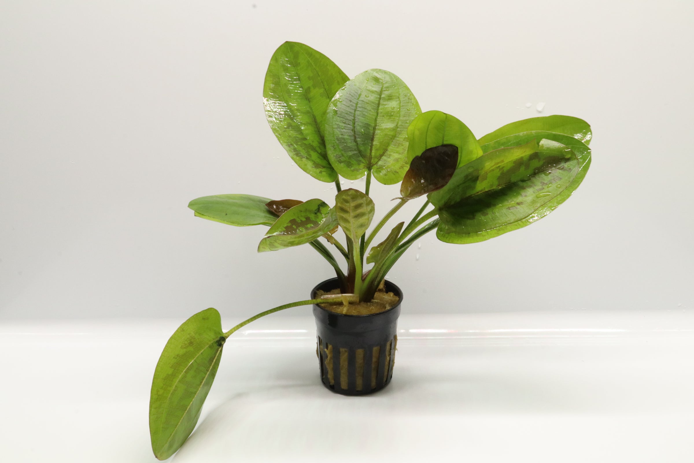 Live Plant Echinodorus Chocolate Marble | The Fish Factory