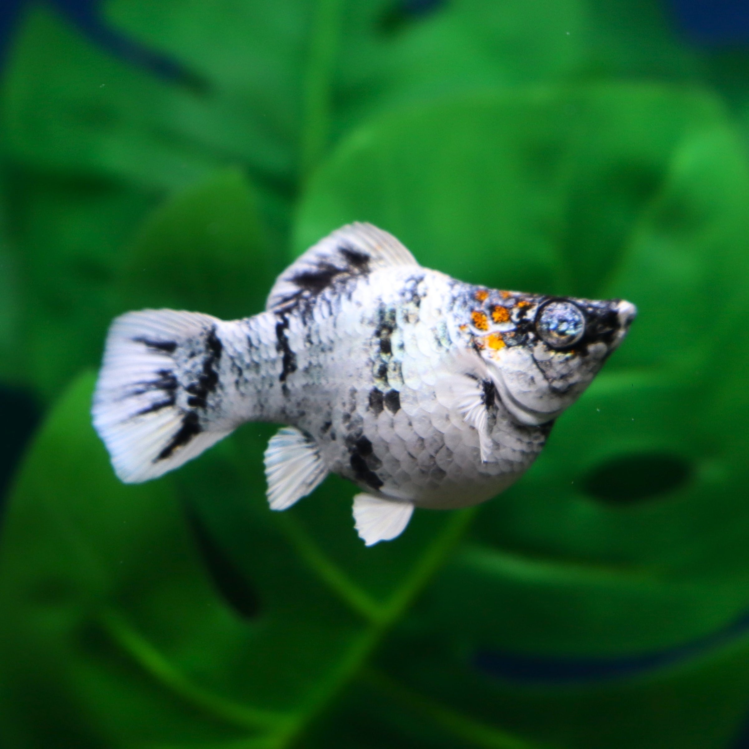 フリフリモルモーリー MOLLY Blue Marble Blue Eyed Zebra Short Body | The Fish Factory