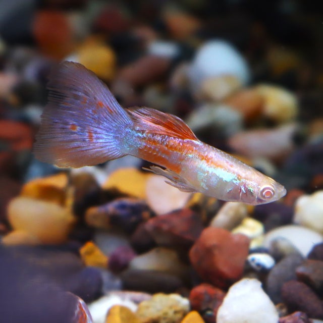 Guppy | The Fish Factory