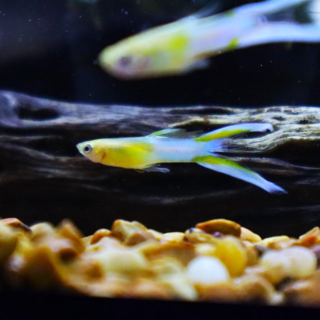 Guppy | The Fish Factory