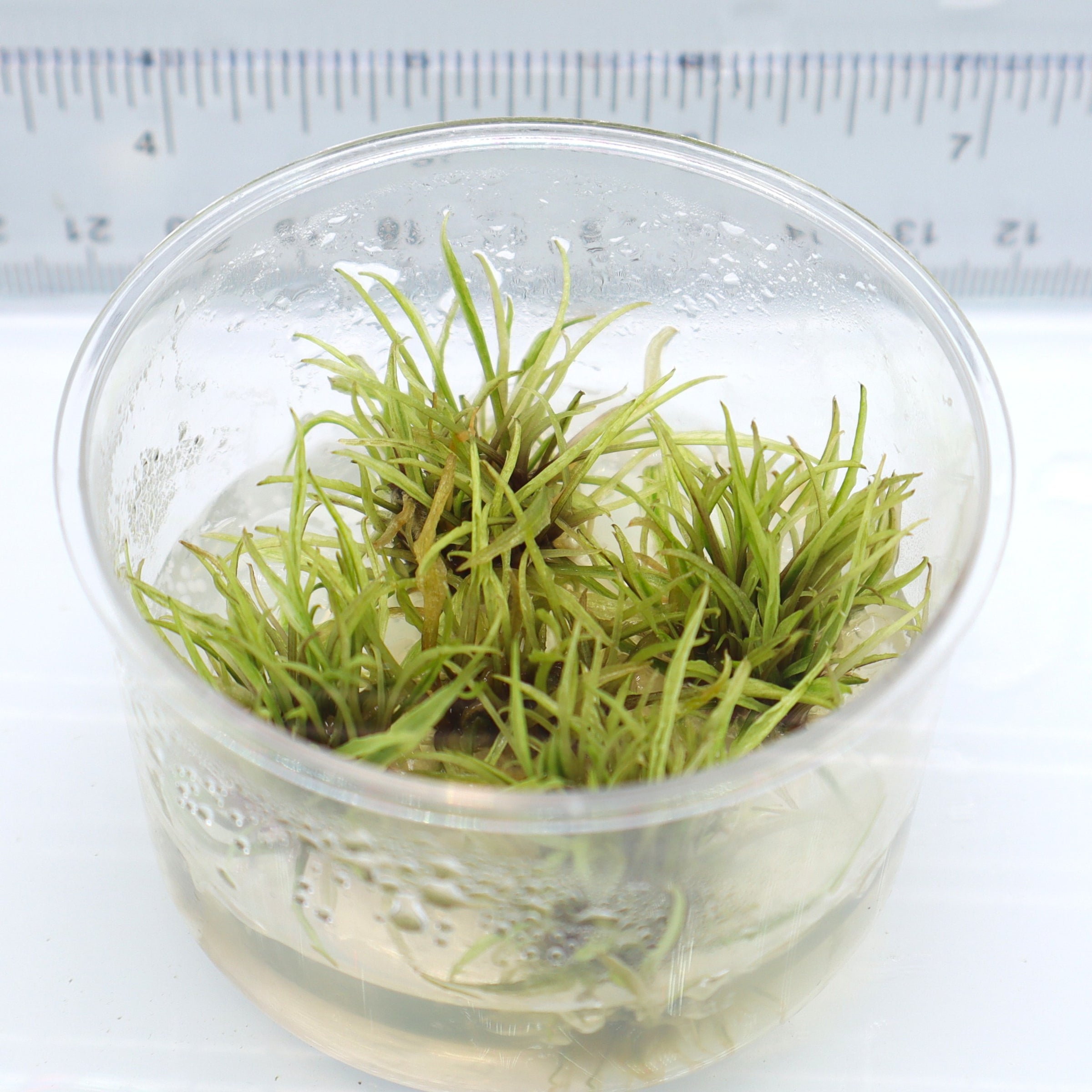 Live Plant Tissue Culture Cup Cryptocoryne Wendtii “Green Gecko