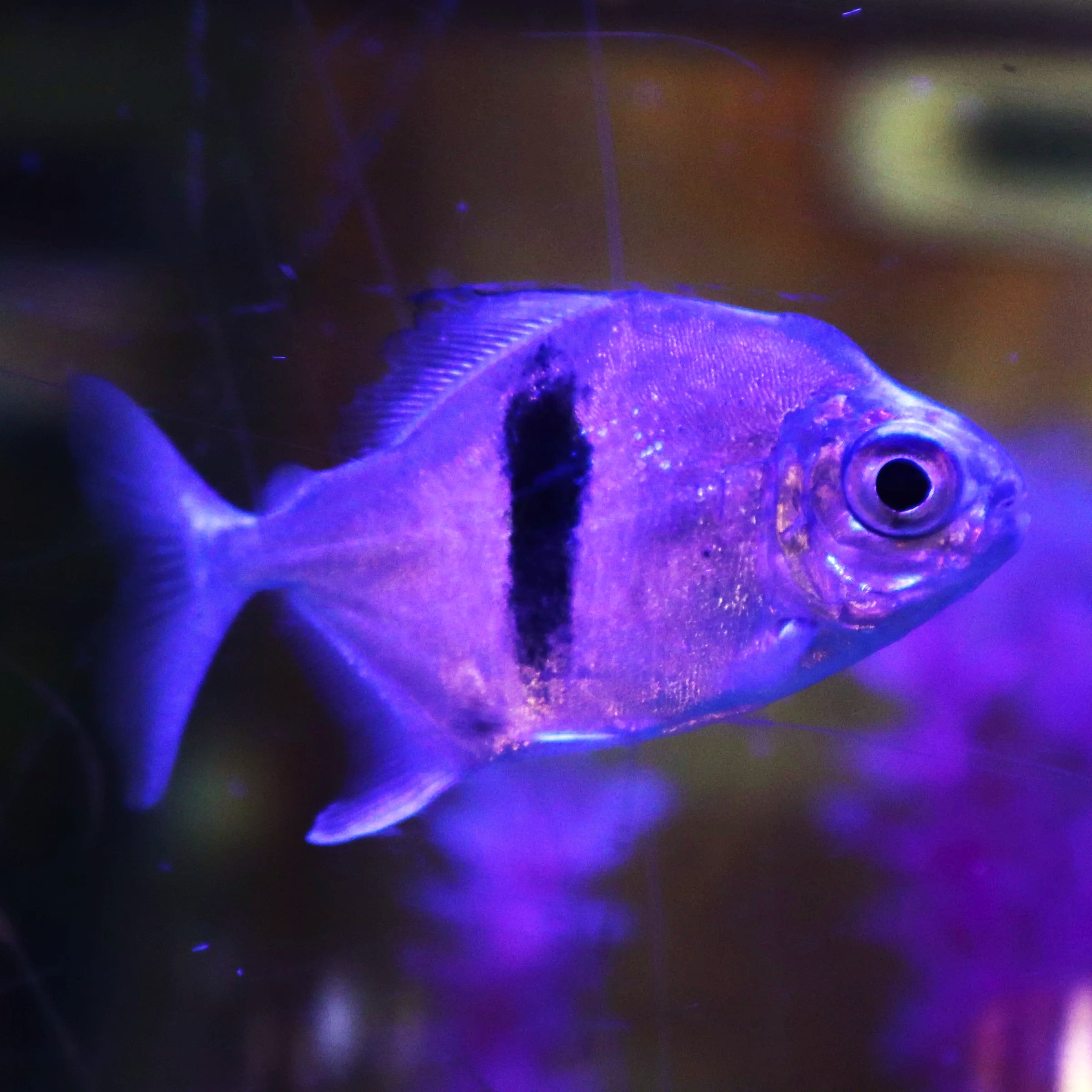 emperor hooks fish Blue Hook Silver Dollar (Myloplus cf. schomburgkii) Red Emperor - Species Guide