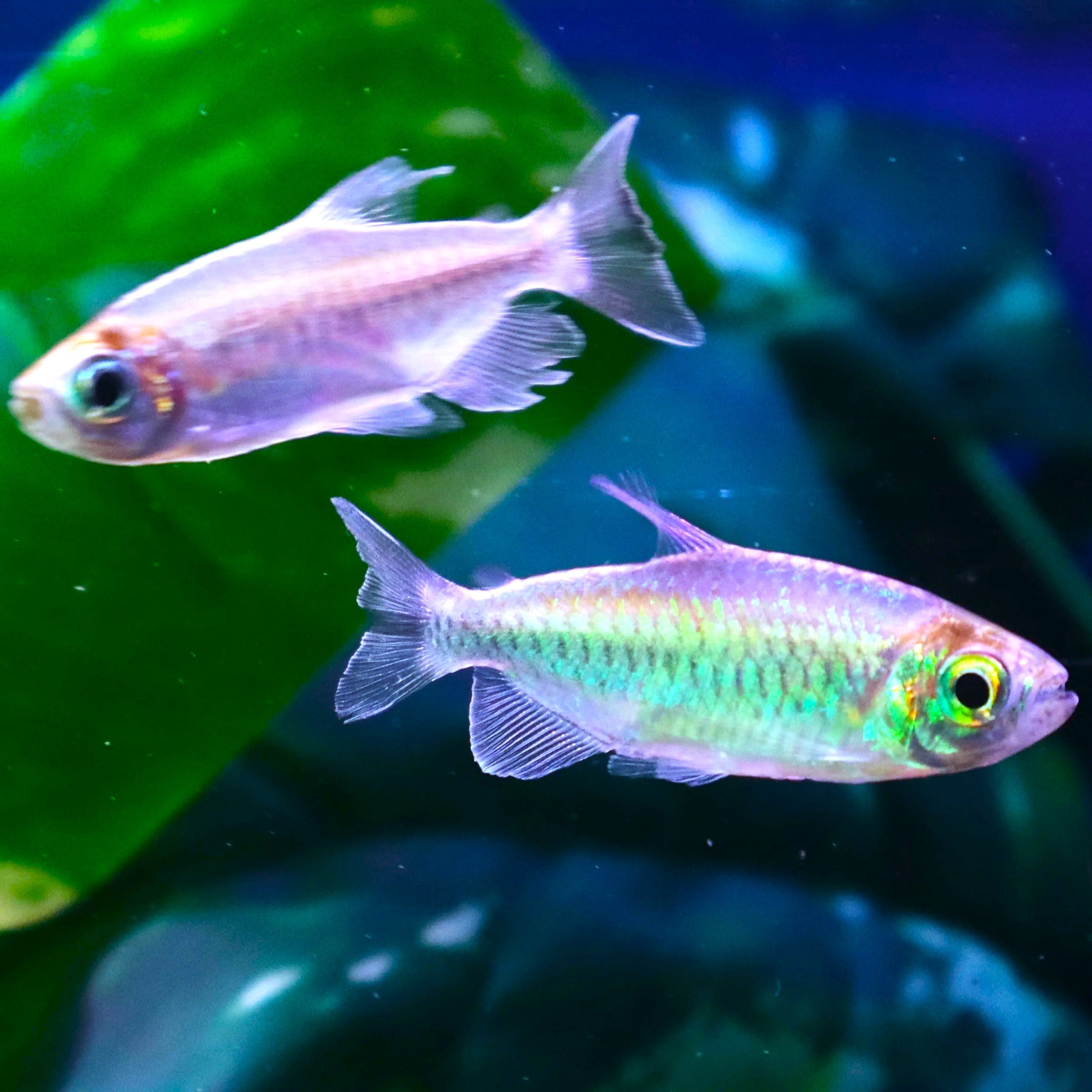 Tetra Congo PHENACOGRAMMUS INTERRUPTUS MALE | The Fish Factory