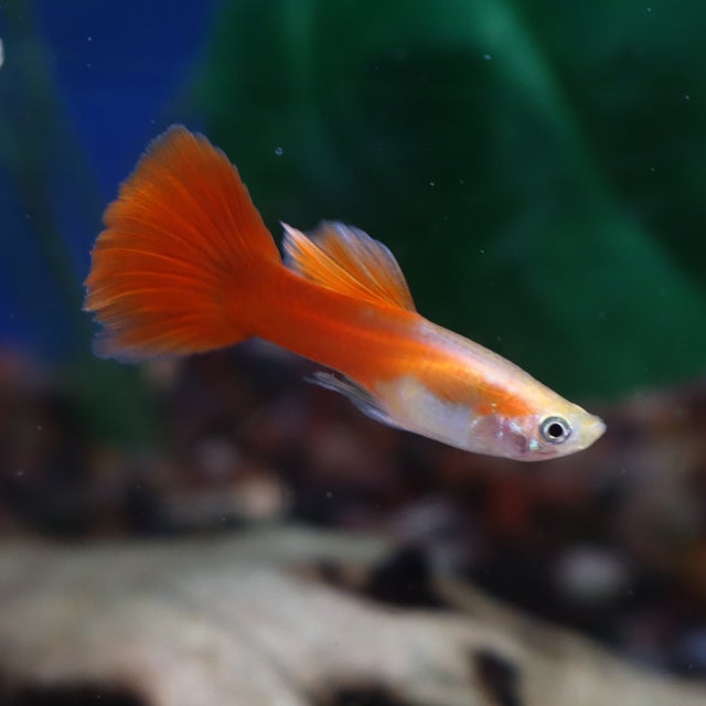 Guppy | The Fish Factory