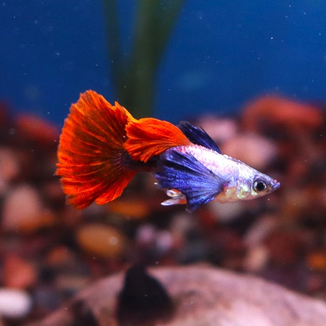 Guppy | The Fish Factory