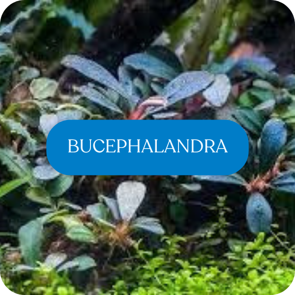 Bucephalandra | The Fish Factory