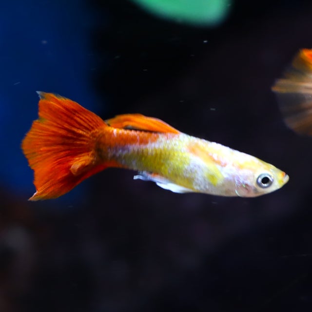 Guppy | The Fish Factory