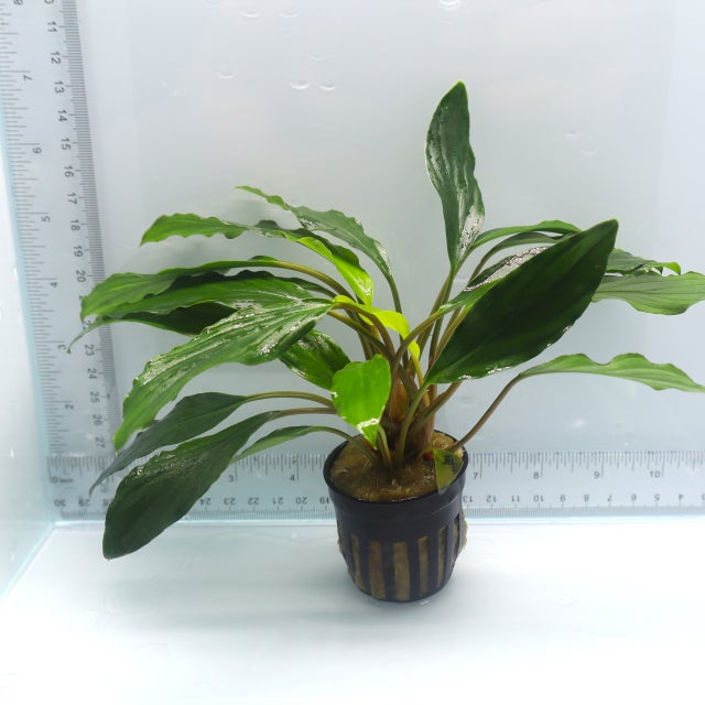 Bucephalandra | The Fish Factory