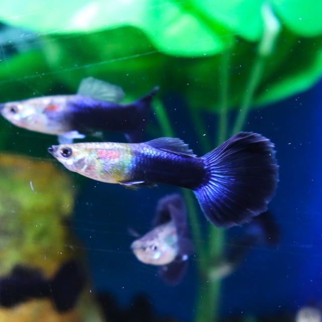 Guppy | The Fish Factory