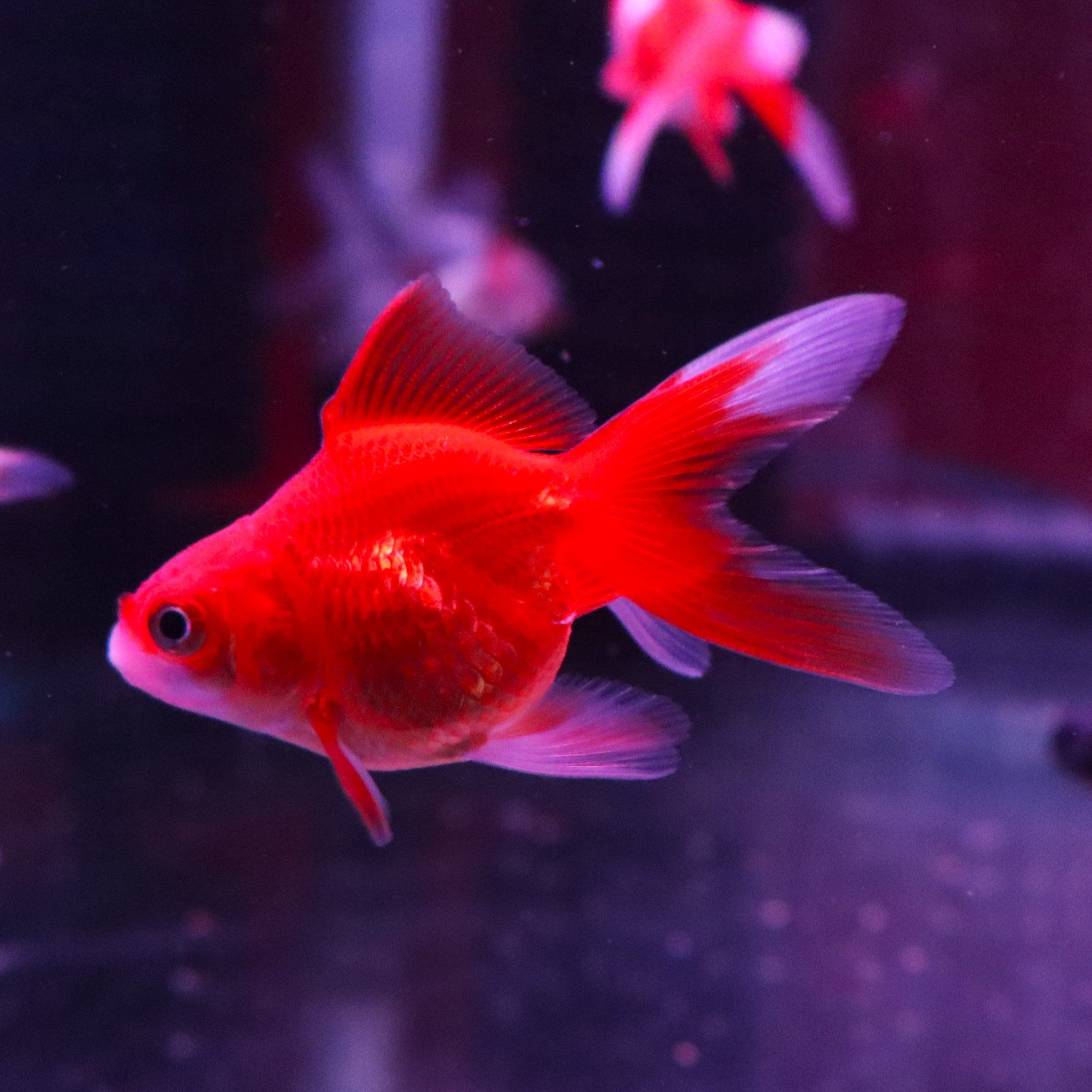 Cart | The Fish Factory