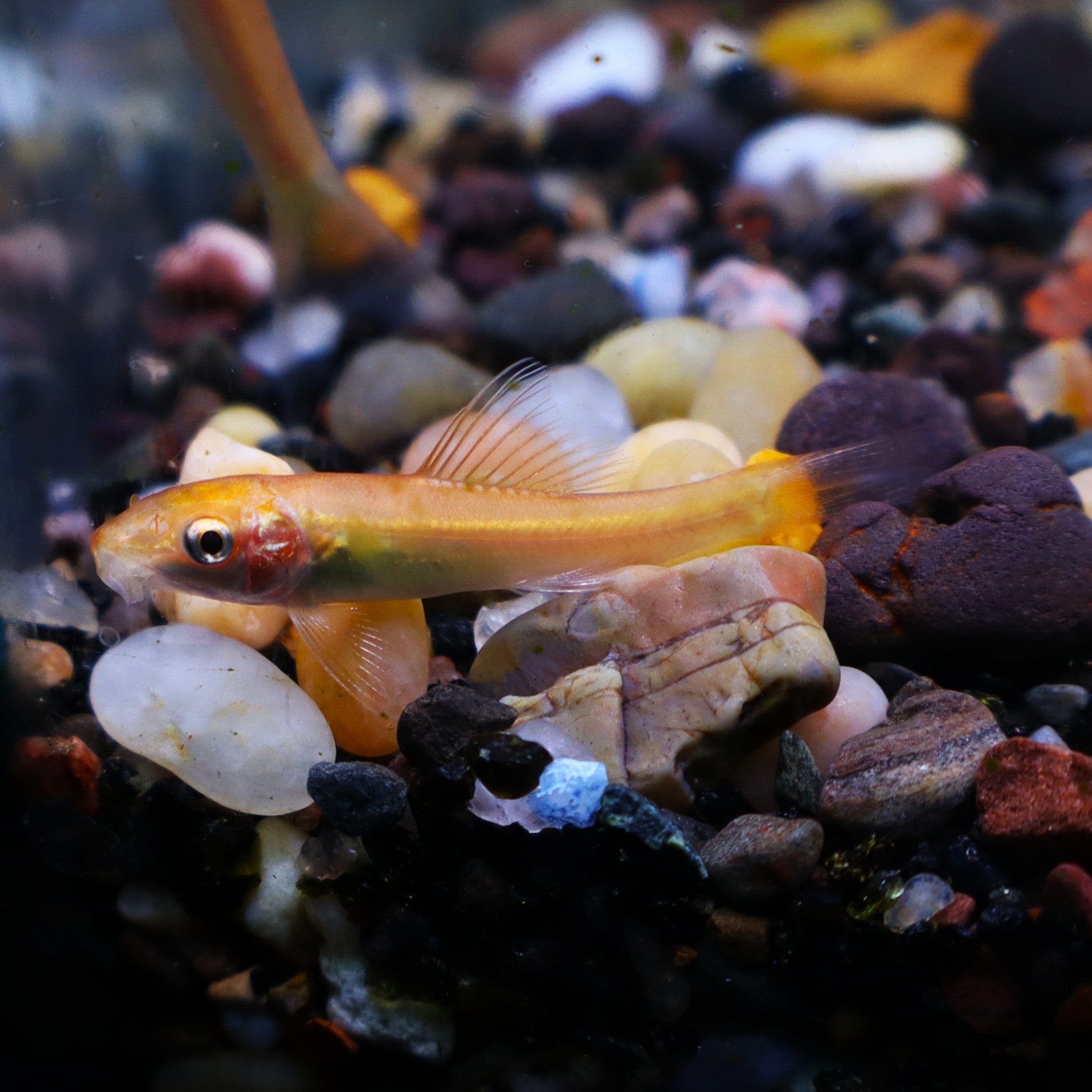 CHINESE ALGAE EATER ALBINO | The Fish Factory, image size:2229x2229