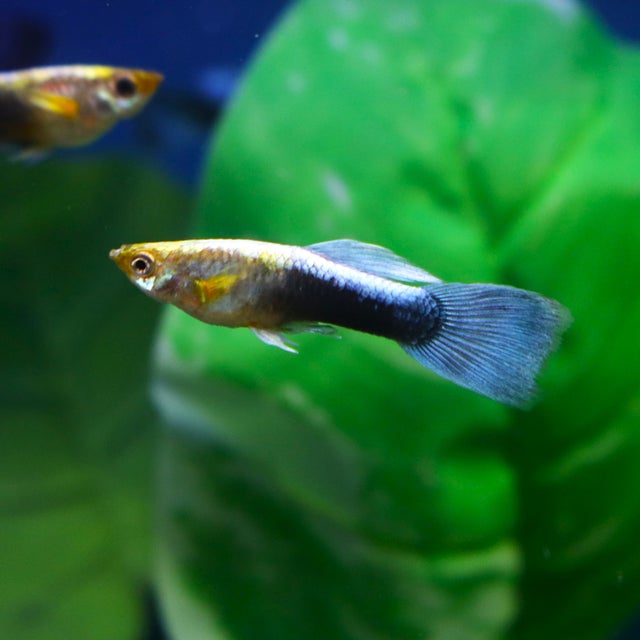 Guppy | The Fish Factory