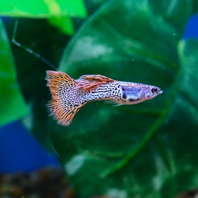 Guppy | The Fish Factory
