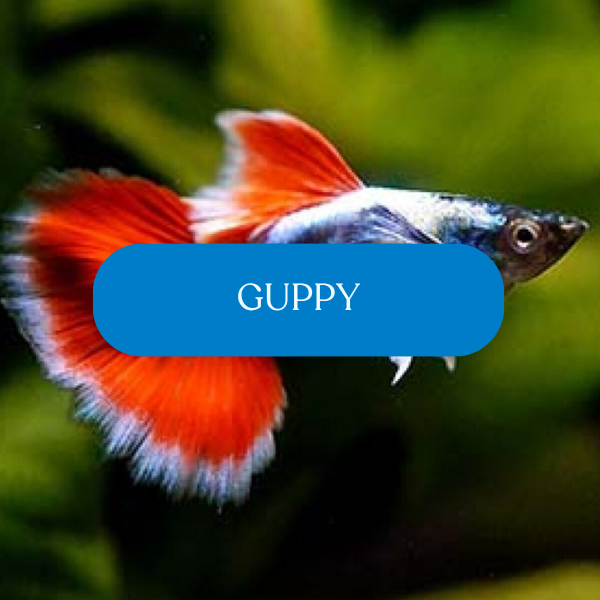 グッピー❗️ Guppy | The Fish Factory