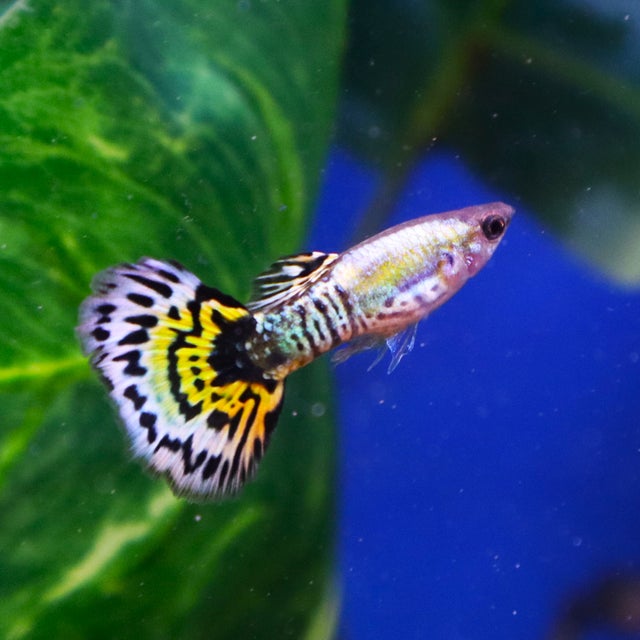 Guppy | The Fish Factory