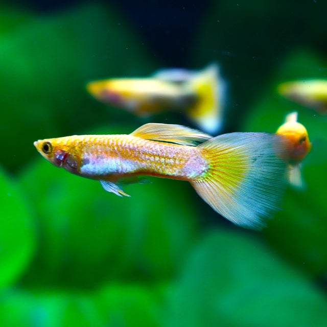 Guppy | The Fish Factory