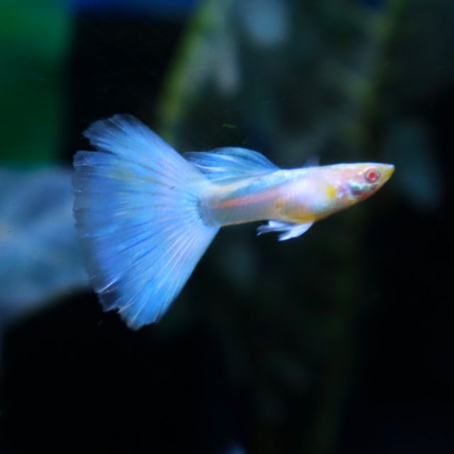 Guppy | The Fish Factory