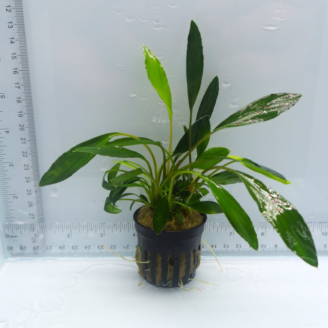 たおBucephalandr 各種 Bucephalandra | The Fish Factory