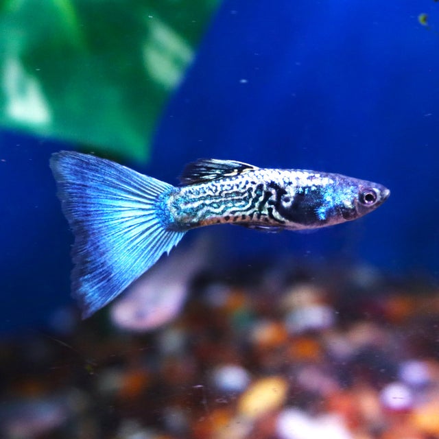 Guppy | The Fish Factory