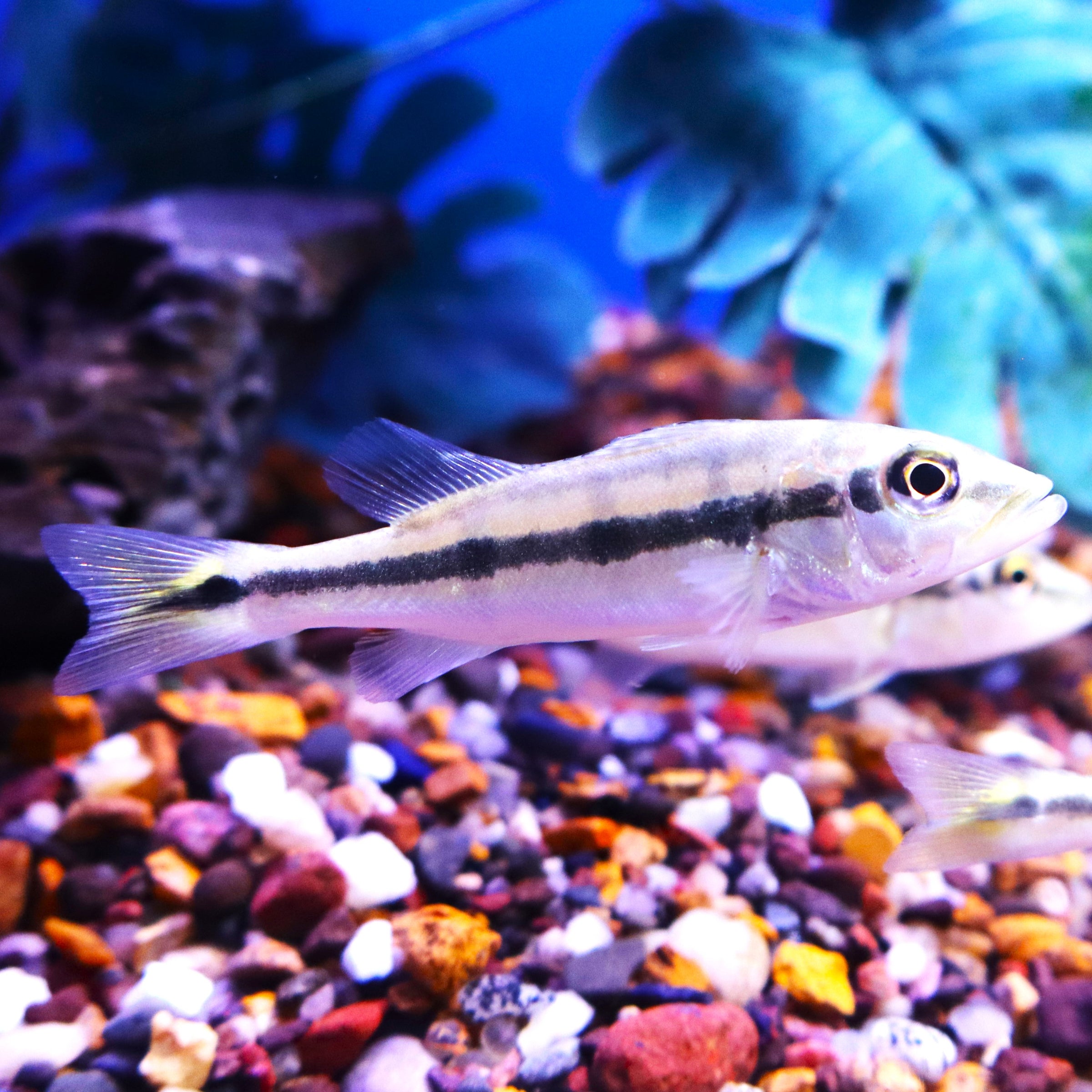 CICHLID SOUTH AMERICAN PEACOCK BASS XINGU (CICHLA MELANIAE) | The