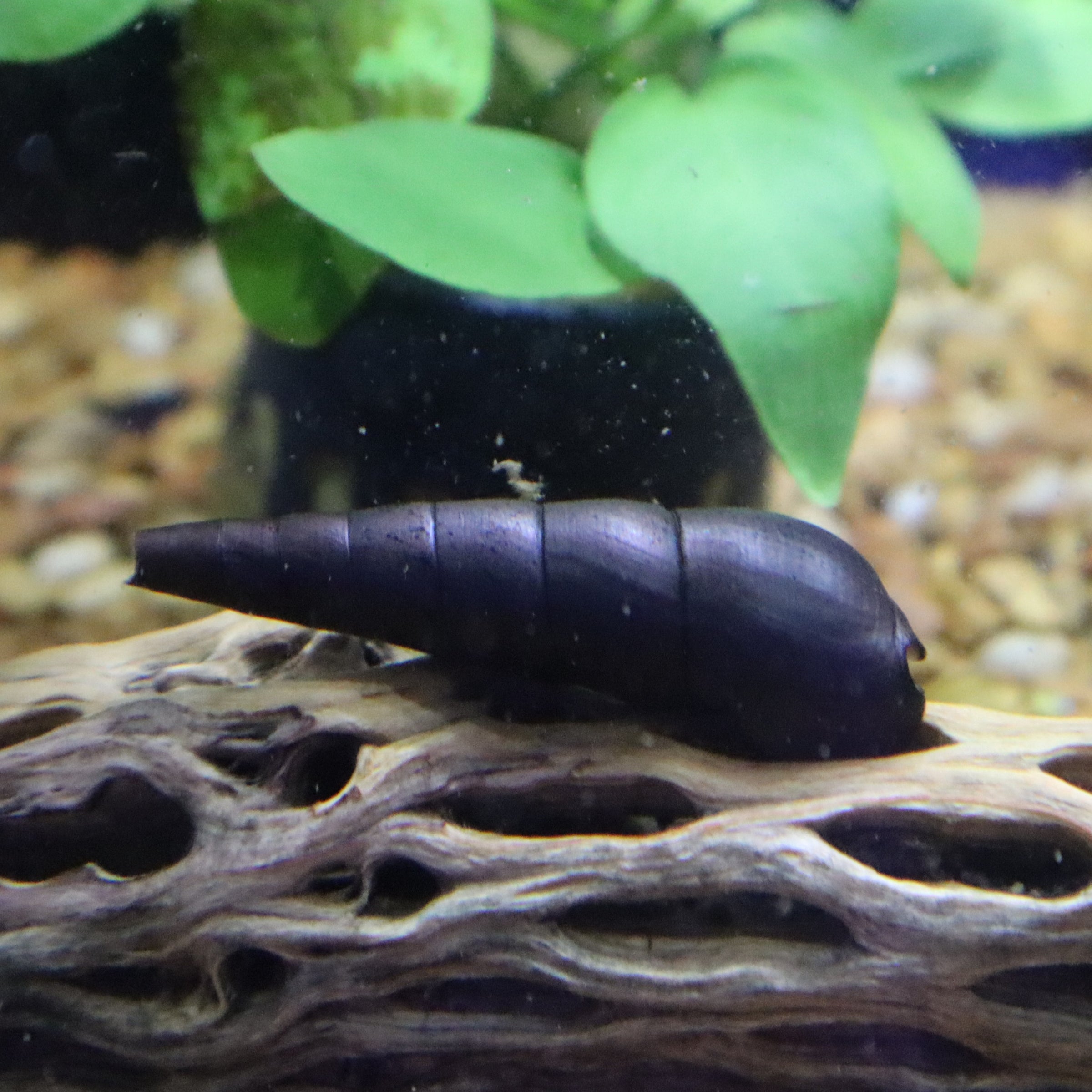 FRESHWATER SNAIL RABBIT ORANGE VOLCANO | The Fish Factory