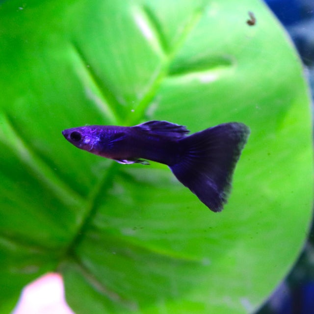 Guppy | The Fish Factory