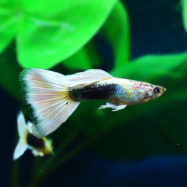 Guppy | The Fish Factory