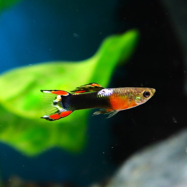 Guppy | The Fish Factory