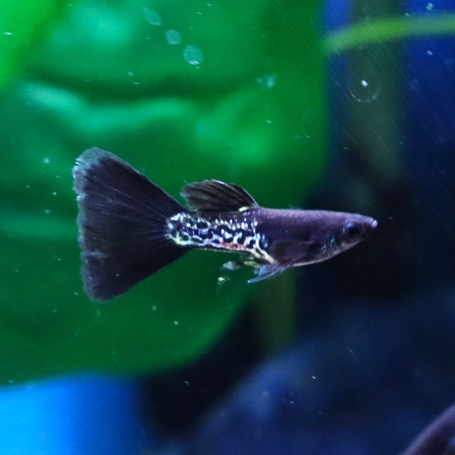 Guppy | The Fish Factory