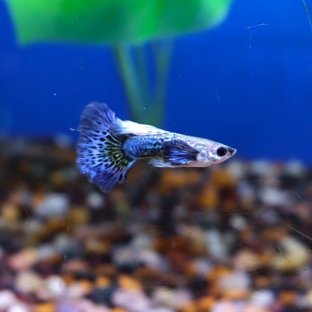 Guppy | The Fish Factory