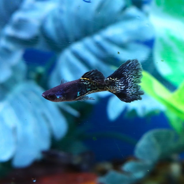 グッピー❗️ Guppy | The Fish Factory