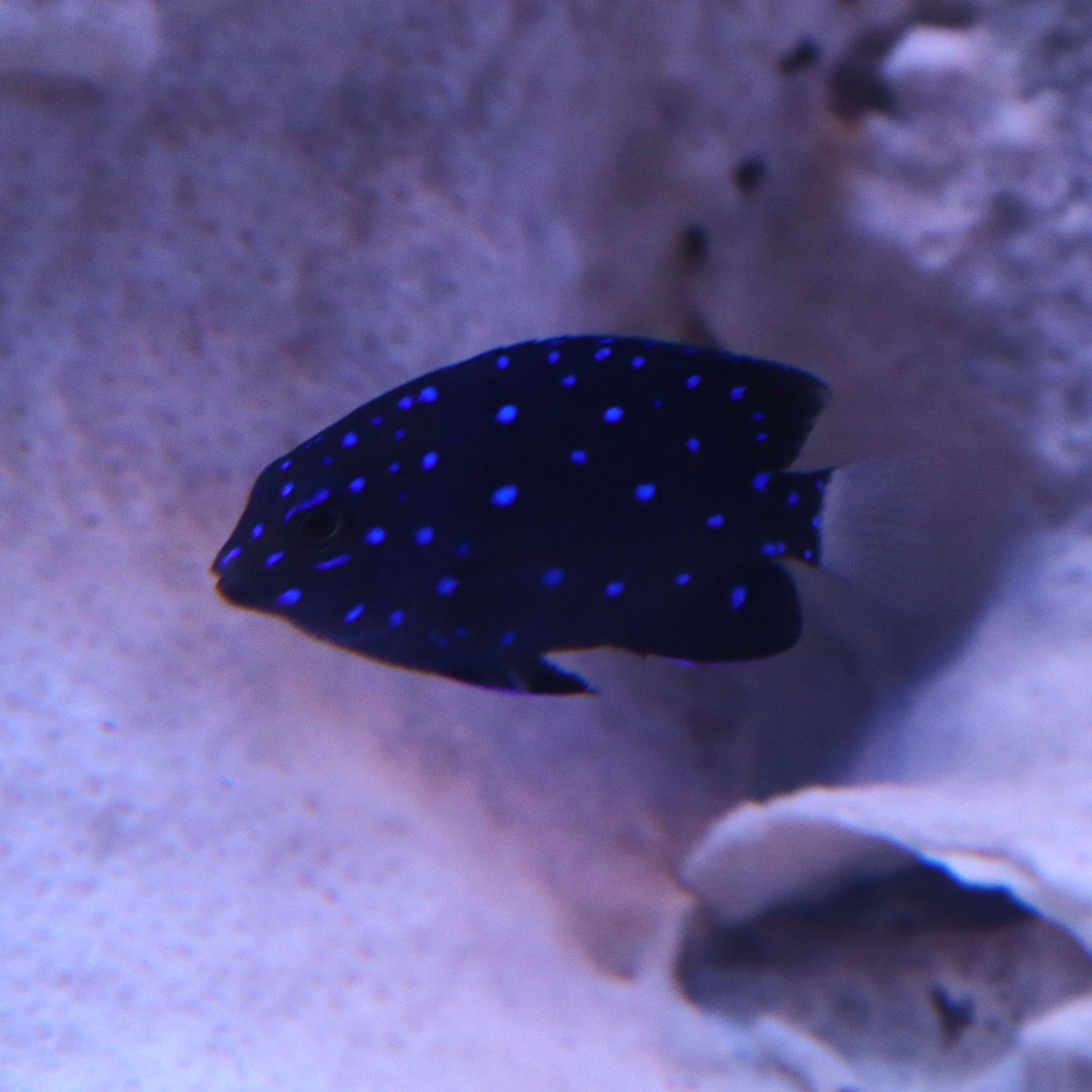 DAMSEL JEWEL ATLANTIC | The Fish Factory